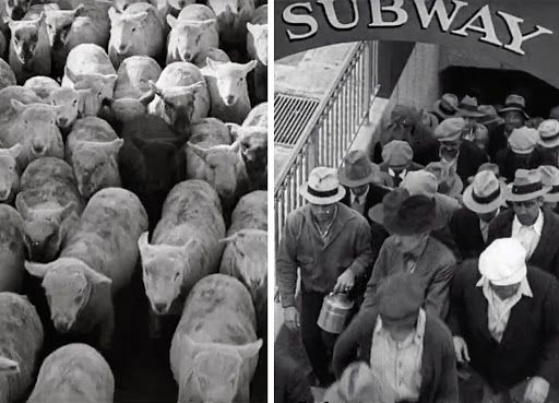 Les Temps Modernes Les moutons 4
